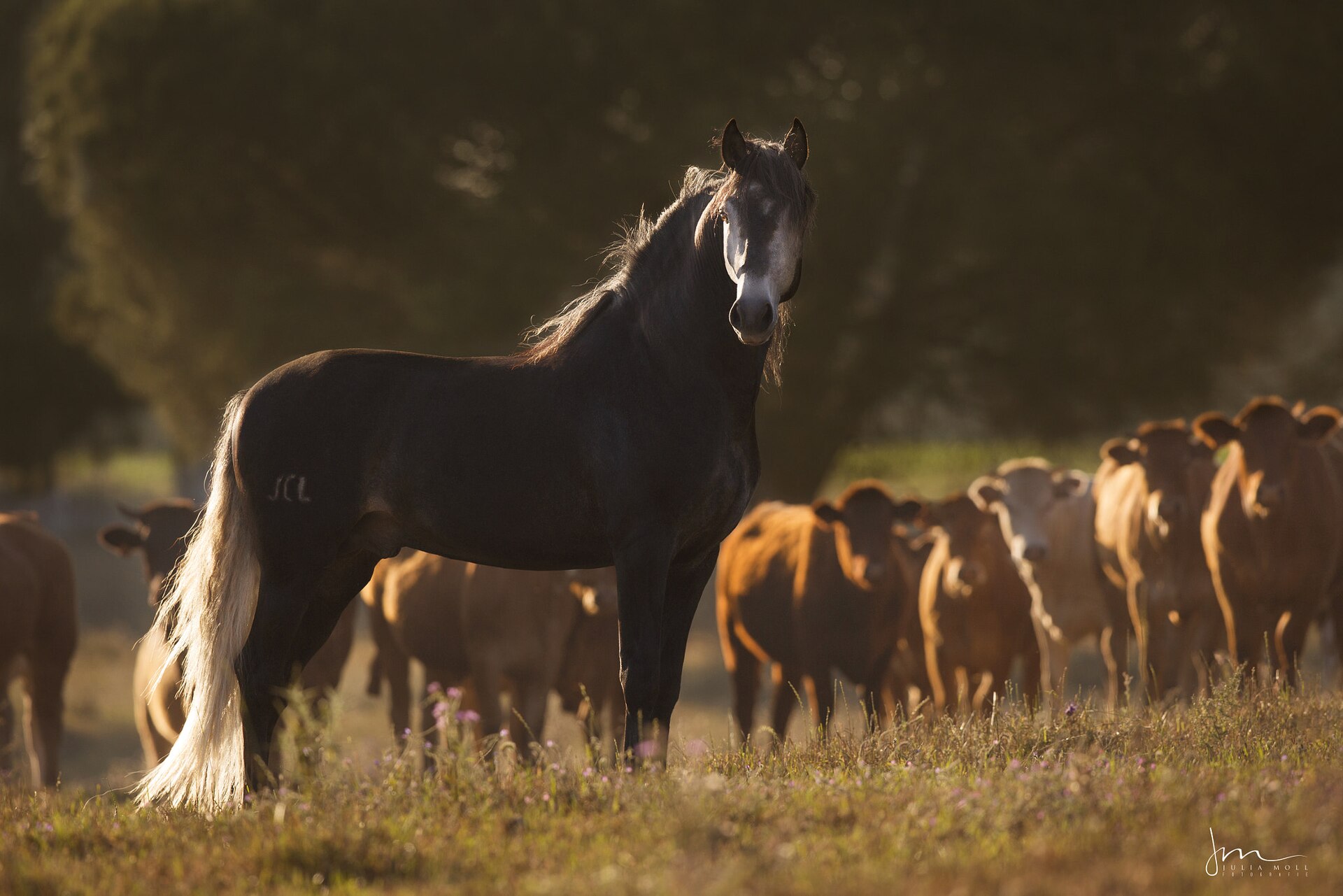 Garanhão lusitano no campo, junto a uma manada