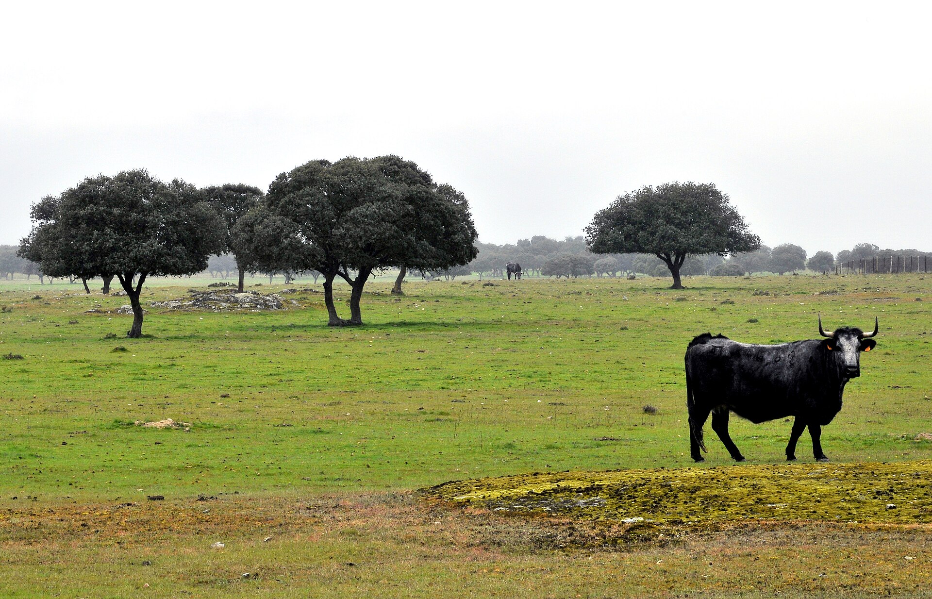 Toiro bravo negro em campo aberto, entre azinheiras