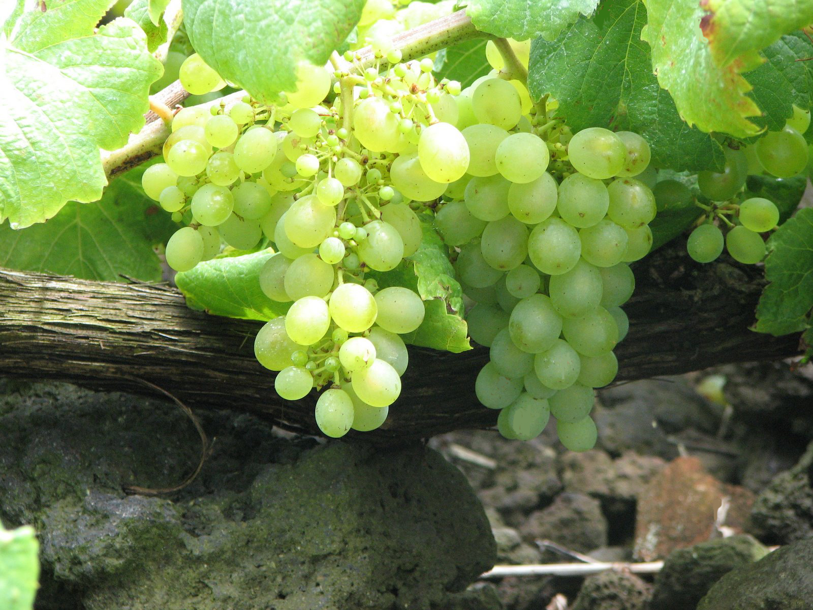 Cacho de uvas numa videira